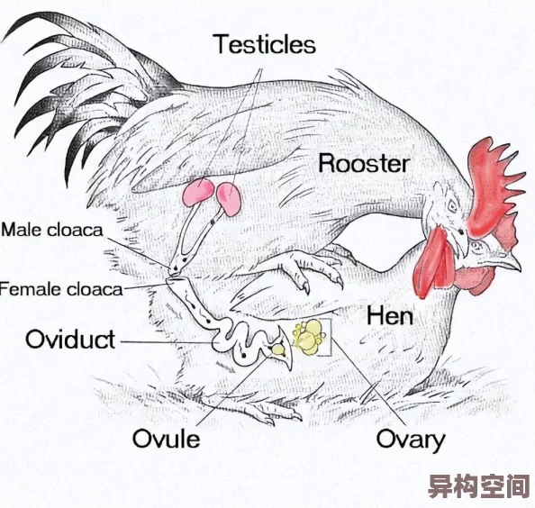 《迷你世界》鸡繁殖方法揭秘：多种方式助你快速获得小鸡宝宝